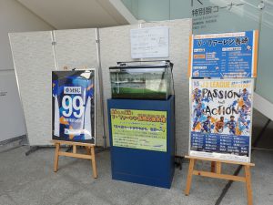 九十九島水族館海きらら「Ｖ・ファーレン長崎応援水槽」展示のお知らせ サムネイル